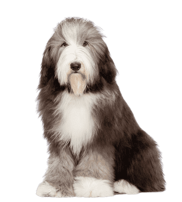 Bearded Collie som ung/voksen