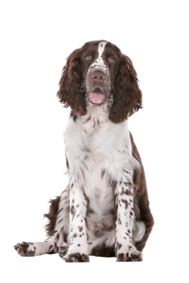 Engelsk Springer Spaniel