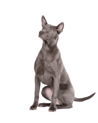 Thai Ridgeback Dog