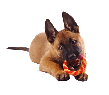 Malinois