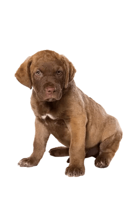 Chesapeake Bay Retriever