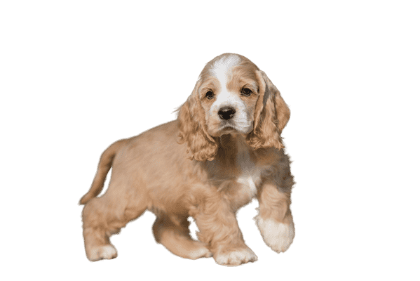 Amerikansk Cocker Spaniel som hvalp