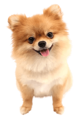 Pomeranian