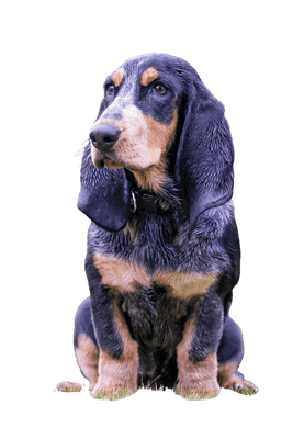 Basset Bleu de Gascogne som ung/voksen