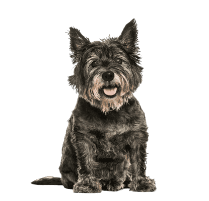 Cairn Terrier som senior