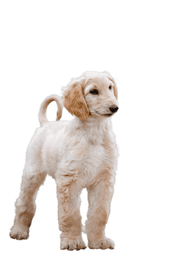 Afghansk Mynde som hvalp