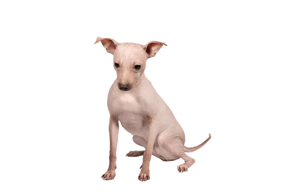 American Hairless Terrier