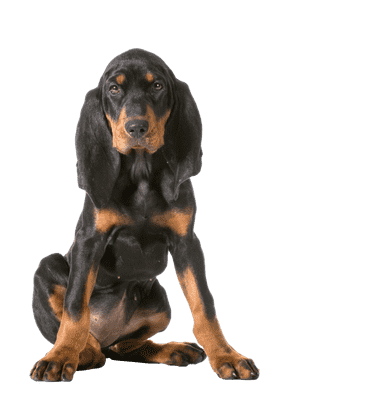 Black and Tan Coonhound som ung/voksen