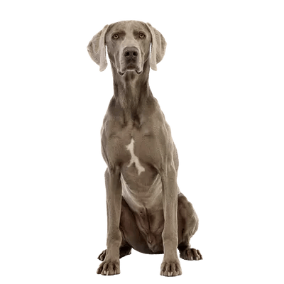 Weimaraner