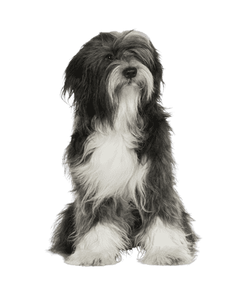 Tibetansk Terrier som senior