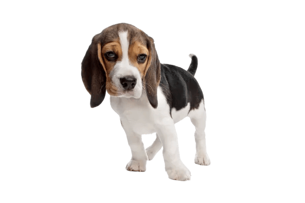 Beagle som hvalp