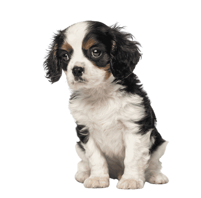 Cavalier King Charles Spaniel som hvalp