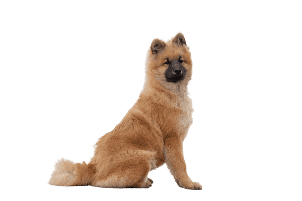 Eurasier som ung/voksen