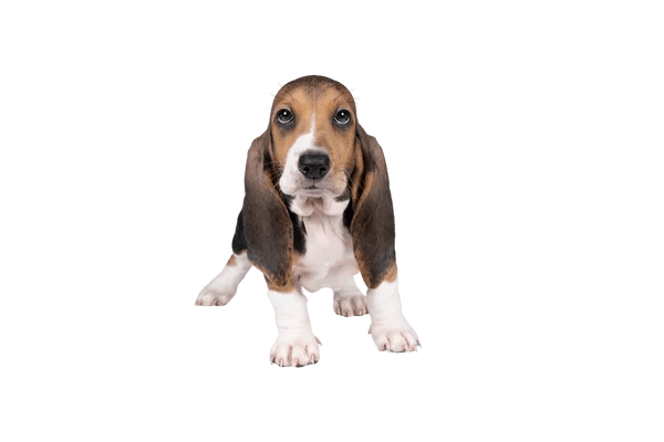 Basset Artesien Normand