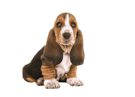 Basset Hound som hvalp