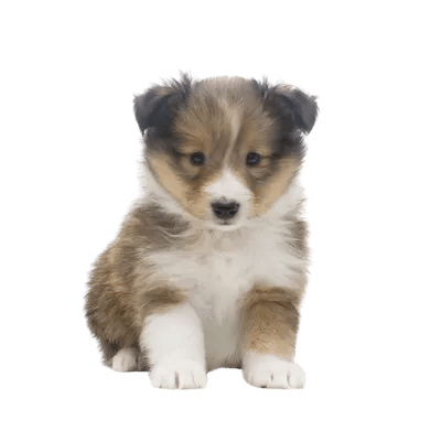 Shetland Sheepdog