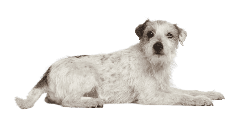 Parson Russell Terrier som senior