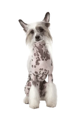 Chinese Crested