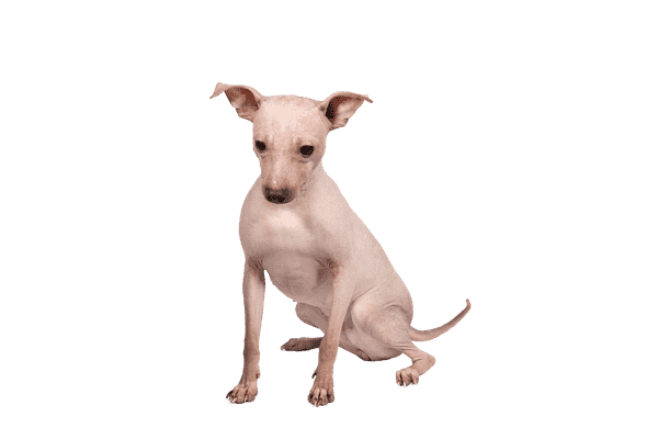 American Hairless Terrier som hvalp