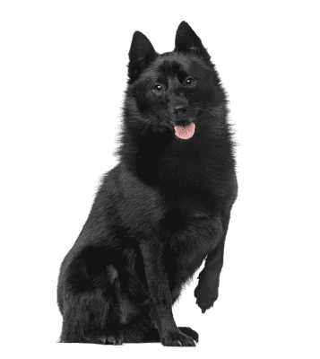 Schipperke som senior