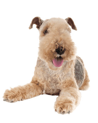 Lakeland Terrier som hvalp