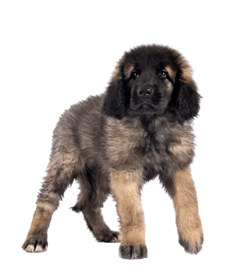 Leonberger