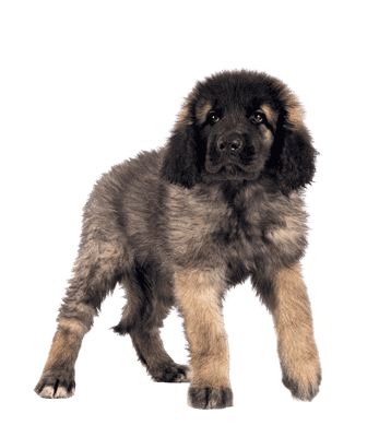 Leonberger som hvalp