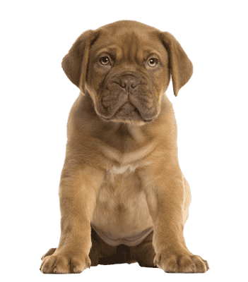 Dogue de Bordeaux som hvalp