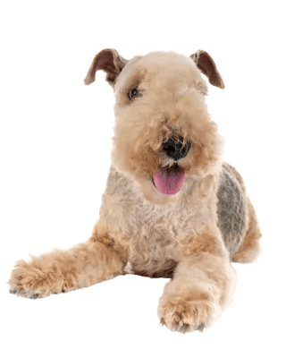 Lakeland Terrier