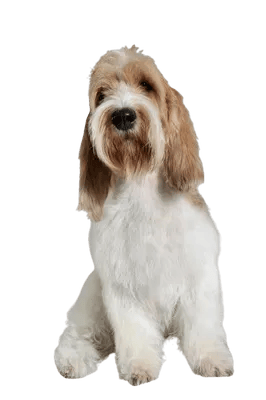 Grand Basset Griffon Vendéen