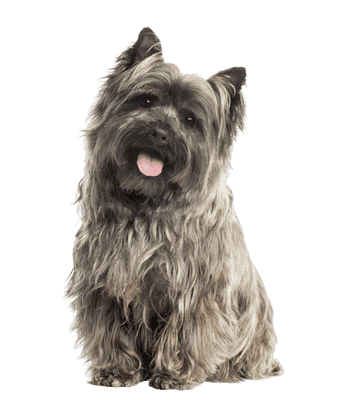 Cairn Terrier