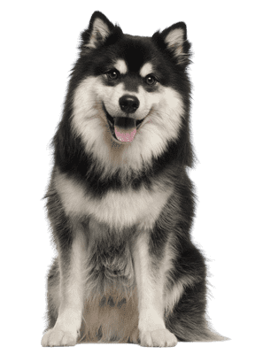 Finsk Lapphund