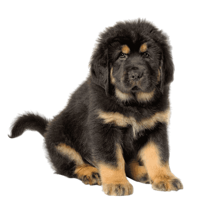 Tibetansk Mastiff som hvalp