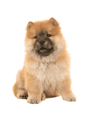 Chow chow som hvalp