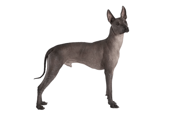 Xoloitzcuintle