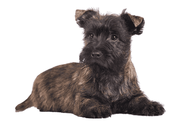 Cairn Terrier som hvalp