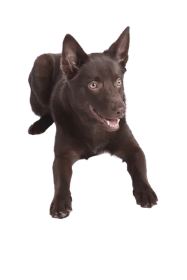Australsk Kelpie