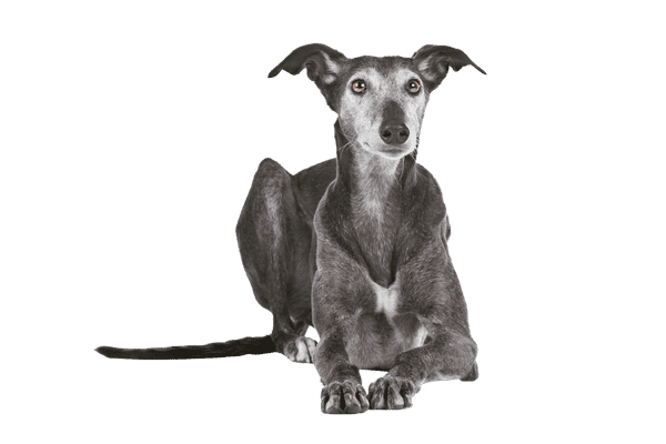 Greyhound som senior