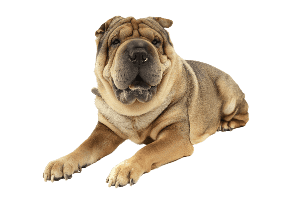 Shar Pei som ung/voksen