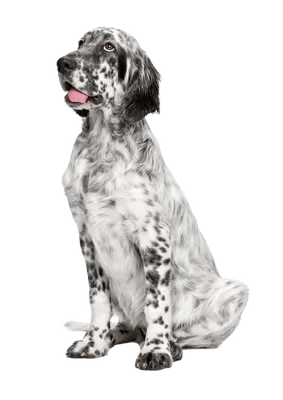 Engelsk Setter