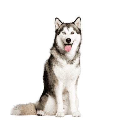 Siberian Husky som ung/voksen