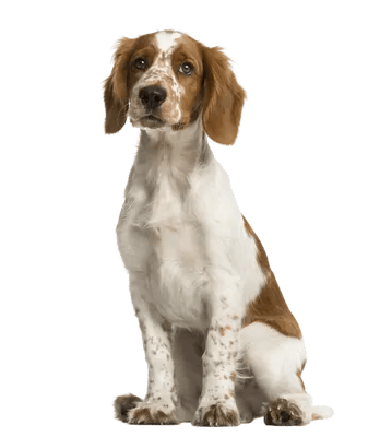 Welsh Springer Spaniel