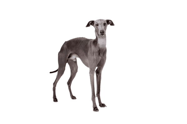 Greyhound