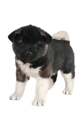 American Akita