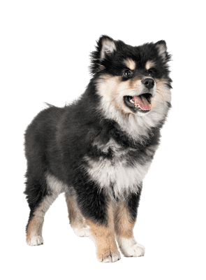 Finsk Lapphund som hvalp