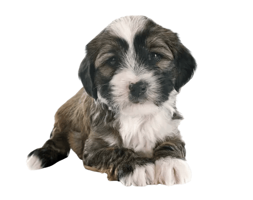Tibetansk Terrier