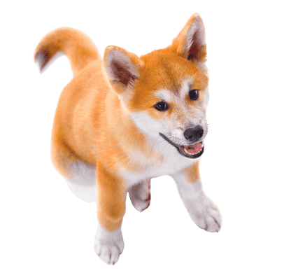 Akita