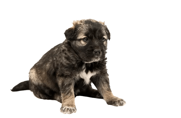 Cao da Serra da Estrela