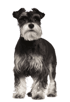 Schnauzer