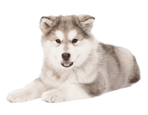 Alaskan Malamute som hvalp